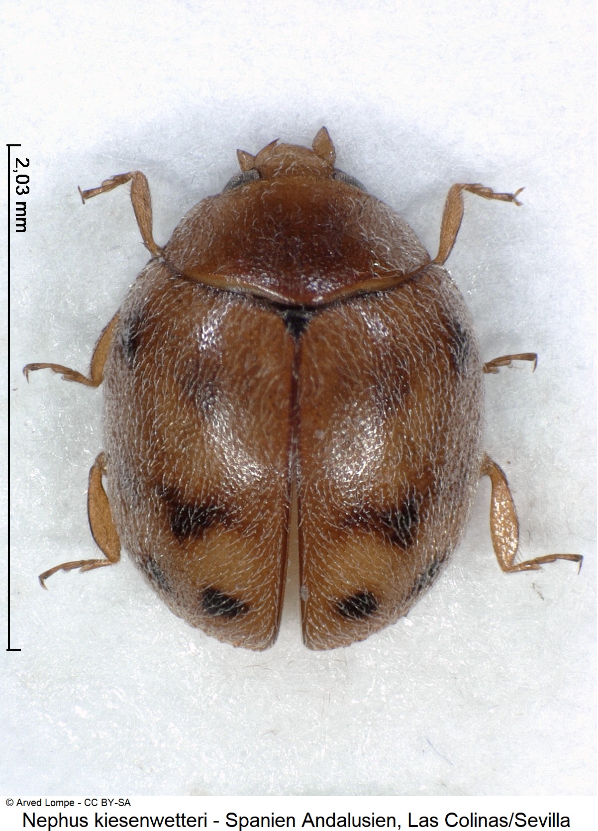 nephus_kiesenwetteri_ck34512692_hab.jpg
