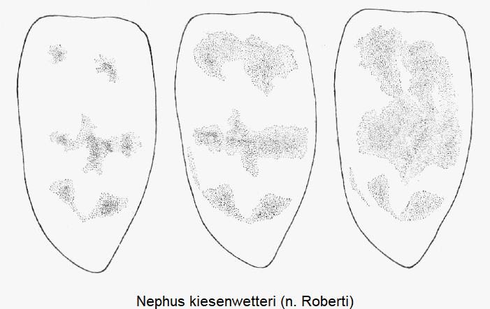 nephus_kiesenwetteri_fld.gif
