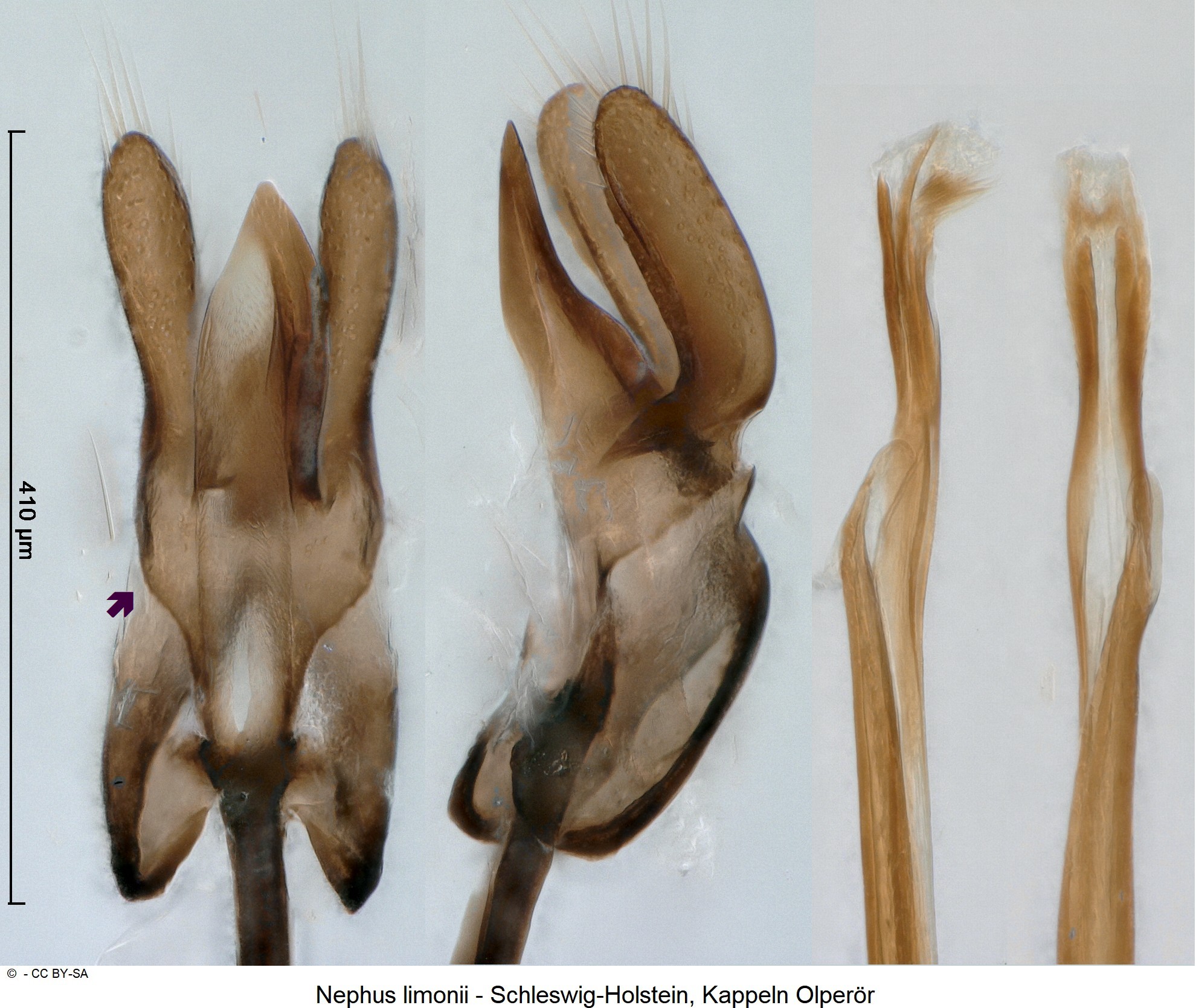 nephus_limonii_ck35237387-1.jpg