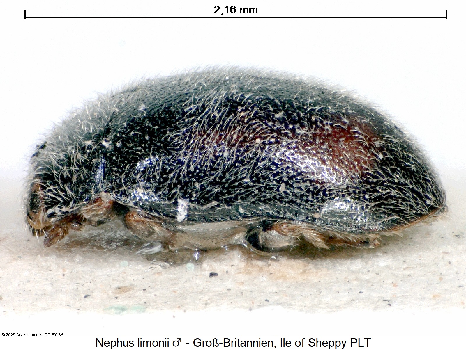 nephus_limonii_ck37277255_sa.jpg