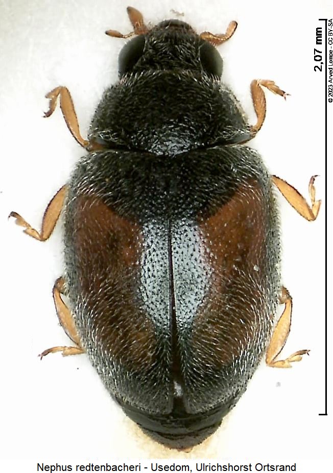 nephus_redtenbacheri_hab.jpg