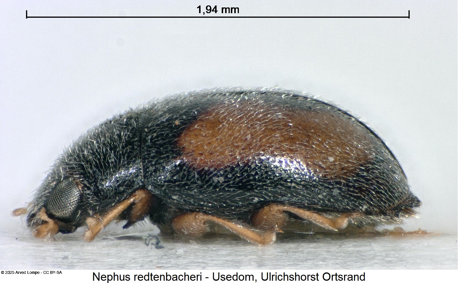 nephus_redtenbacheri_sa.jpg
