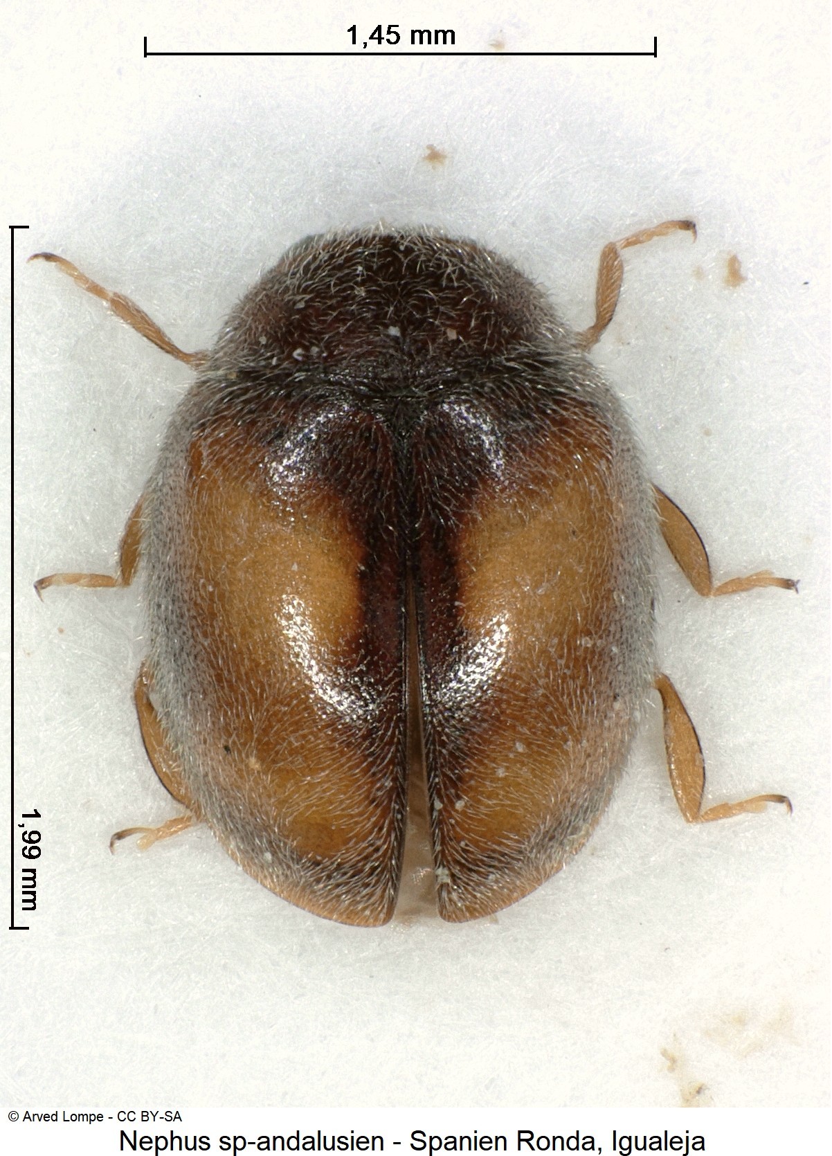 nephus_sp-andalusien_hab.jpg