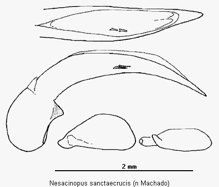 nesacinopus_sanctaecrucis.gif