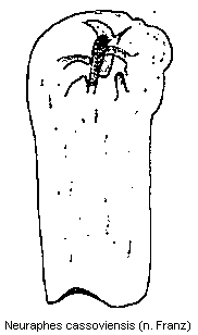 neuraphes_cassoviensis.gif