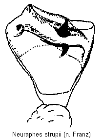 neuraphes_strupii.gif