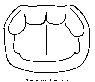 nicrophorus_vespillo_hsch.gif