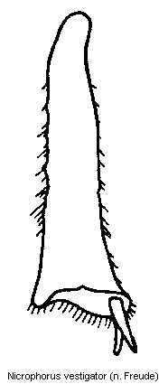 nicrophorus_vestigator_hschn.gif