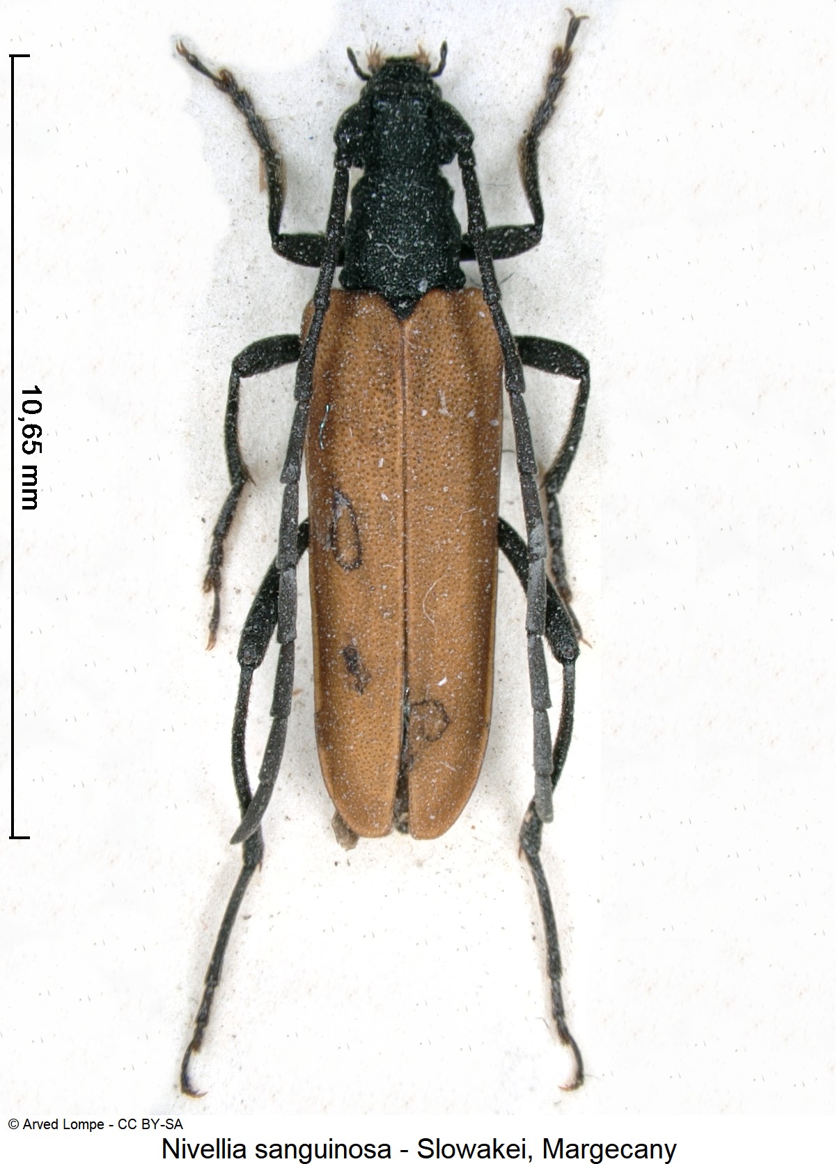 nivellia_sanguinosa_ck10933_hab.jpg