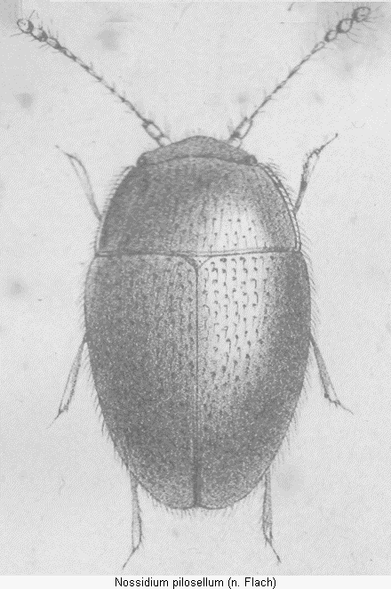 nossidium_pilosellum_hab.gif