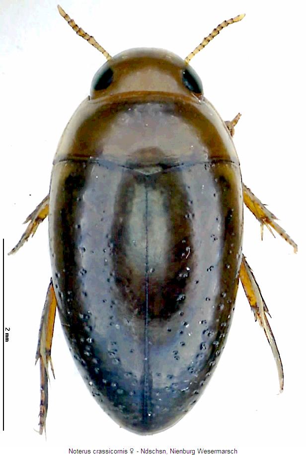 noterus_crassicornis_hab.jpg