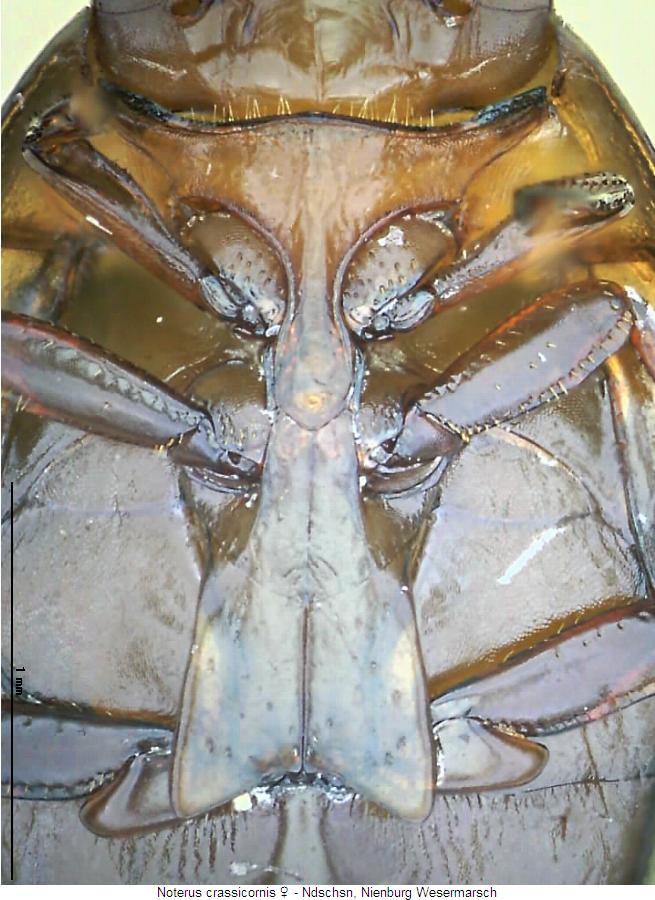 noterus_crassicornis_us.jpg