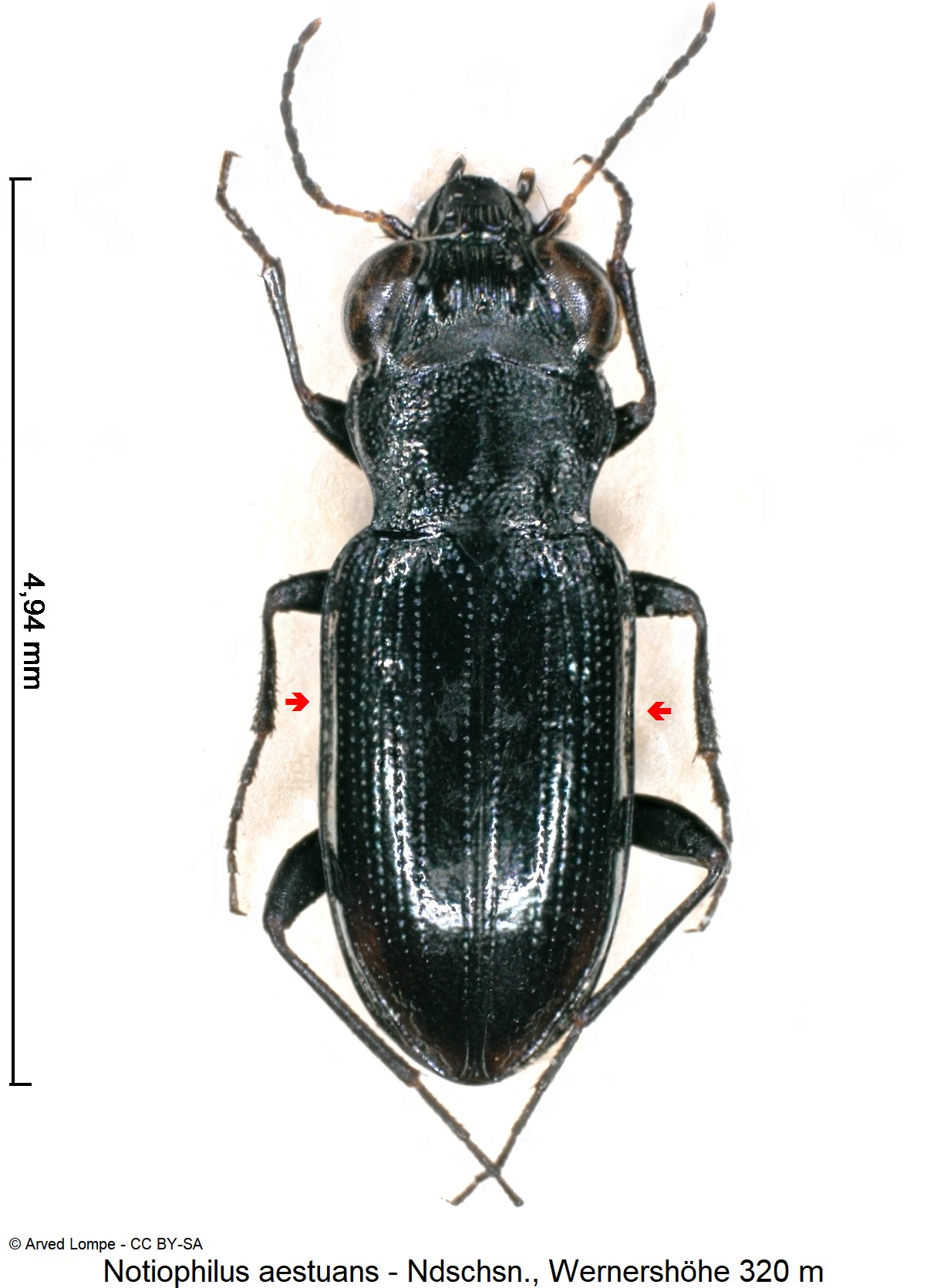 notiophilus_aestuans_ck18915_hab.jpg