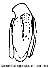 notiophilus_biguttatus.gif