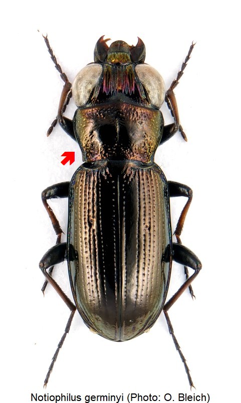 notiophilus_germinyi_hab.jpg