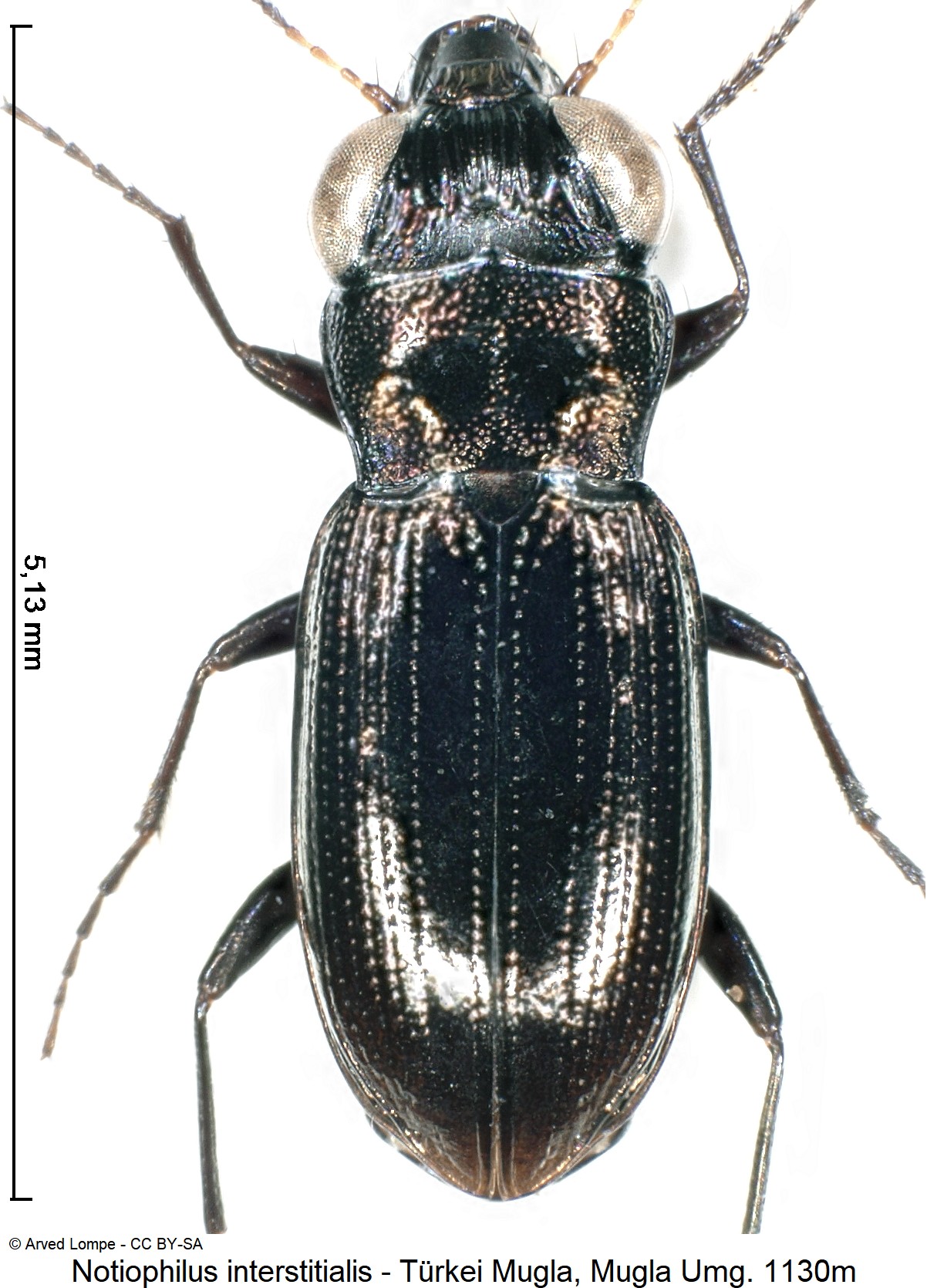 notiophilus_interstitialis_ck20778_hab.jpg
