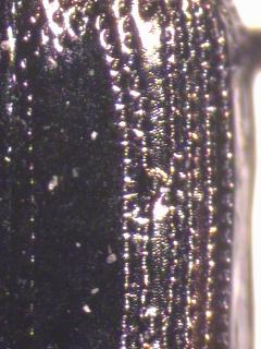 notiophilus_quadripunctatus_fld.jpg