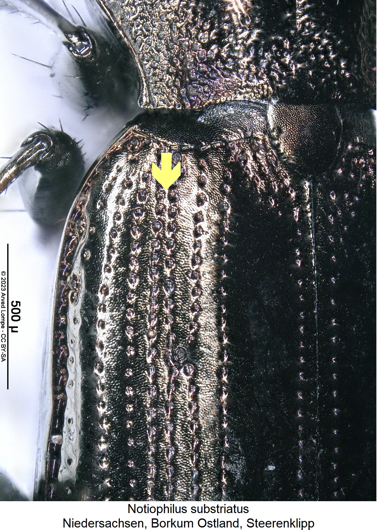 notiophilus_substriatus_hum.jpg
