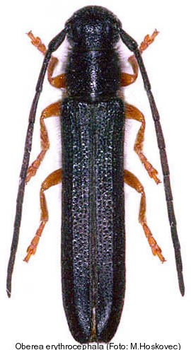 oberea_erythrocephala.jpg