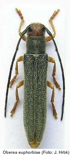 oberea_euphorbiae.jpg