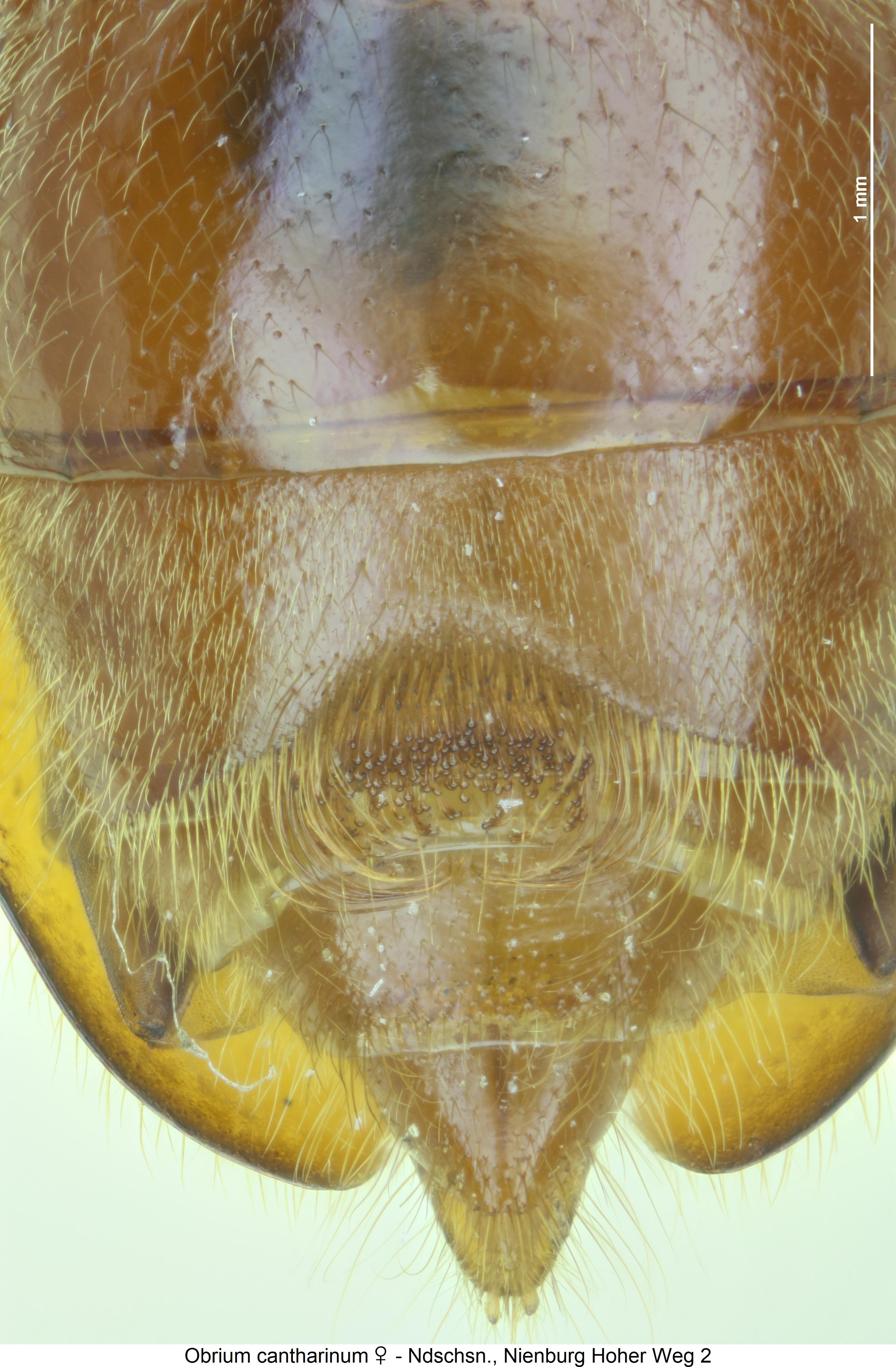 obrium_cantharinum_abd.jpg