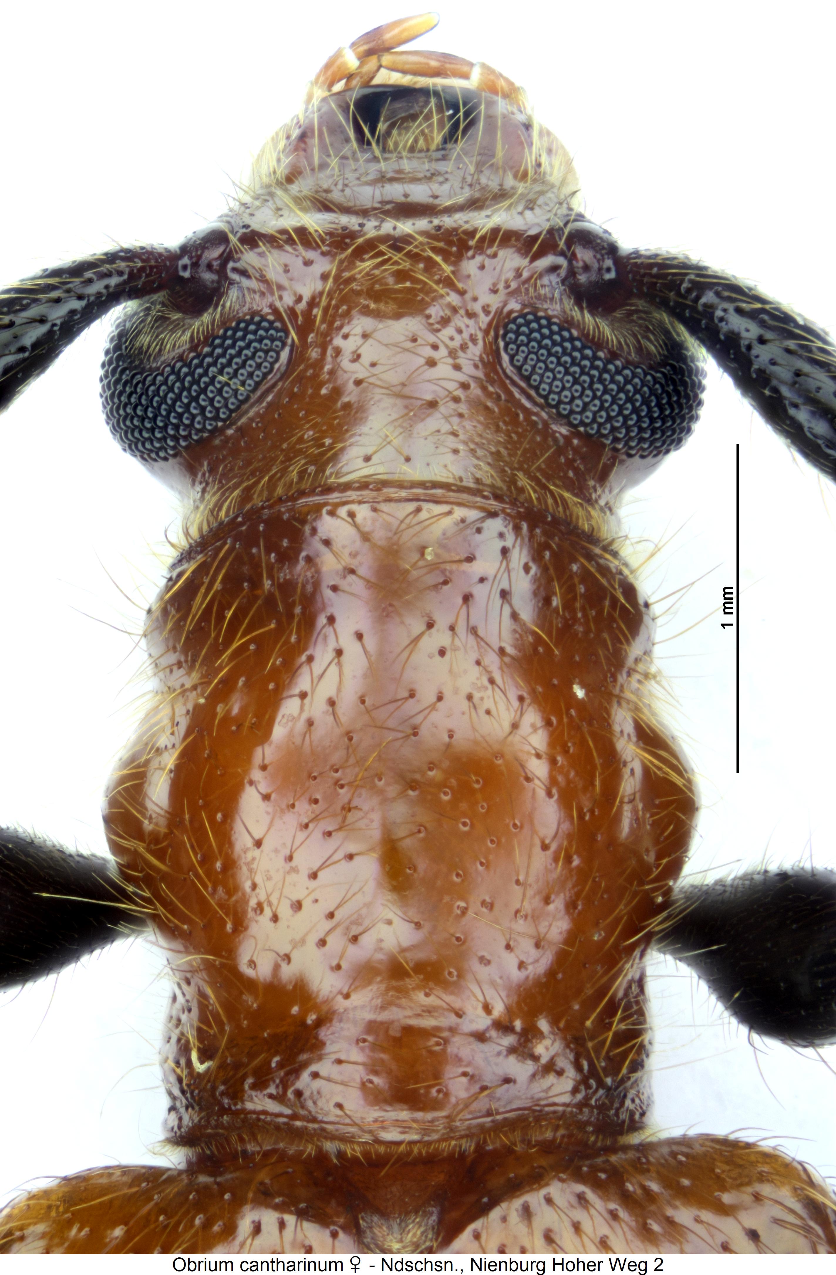obrium_cantharinum_vk1.jpg