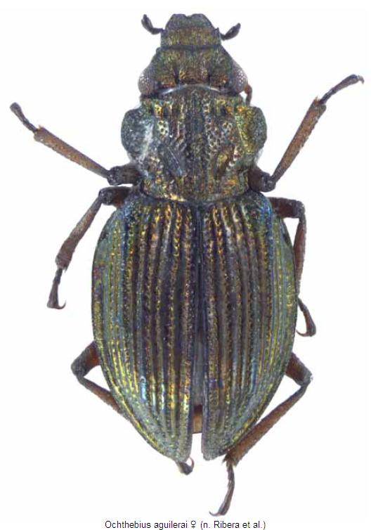 ochthebius_aguilerai_w_hab.jpg