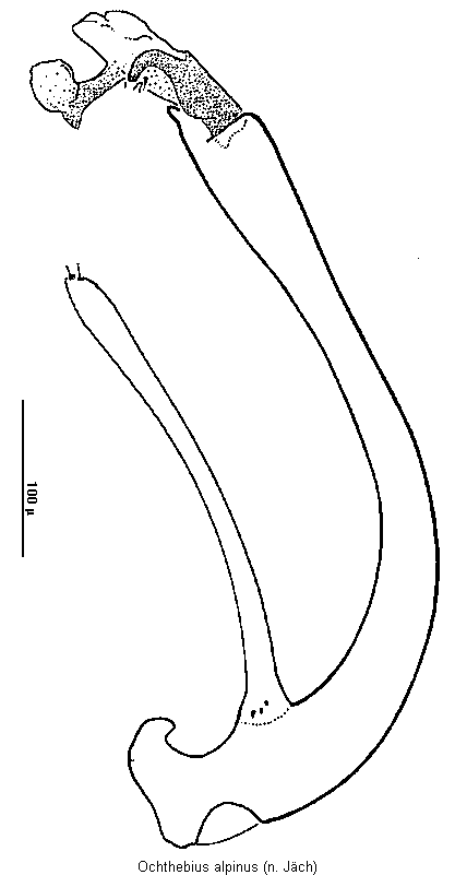ochthebius_alpinus.gif