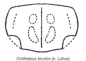ochthebius_bicolon_hsch.gif