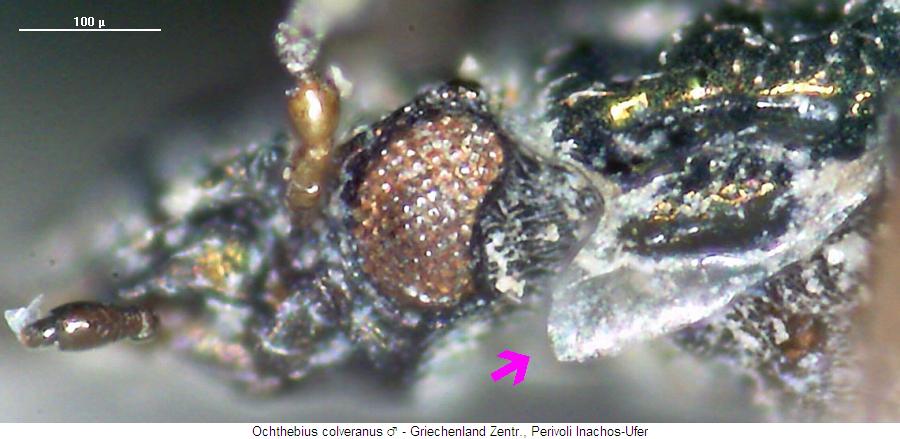 ochthebius_colveranus_sa.jpg