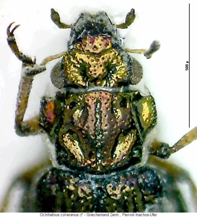 ochthebius_colveranus_vk.jpg