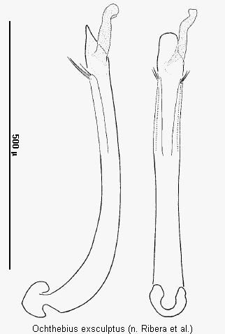 ochthebius_exsculptus.gif