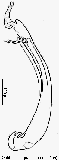 ochthebius_granulatus.gif