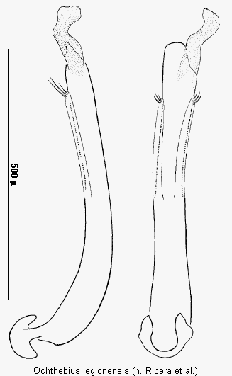 ochthebius_legionensis.gif