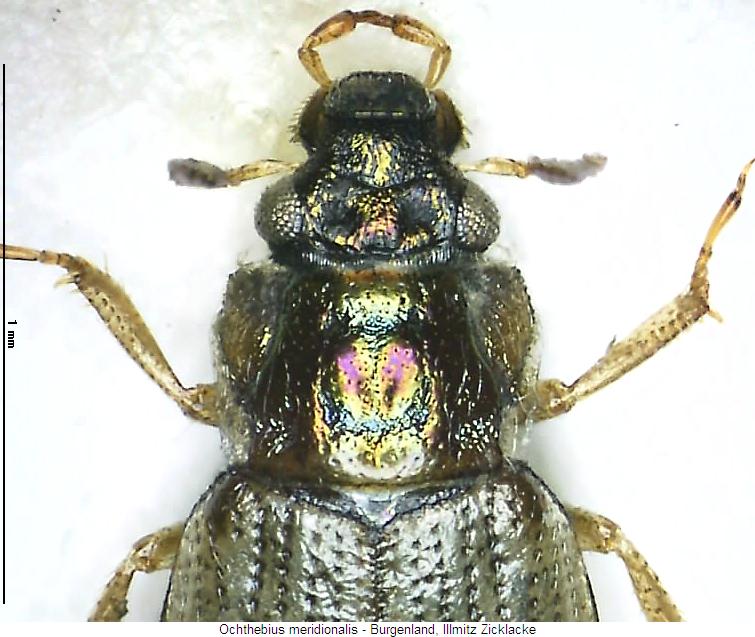 ochthebius_meridionalis_vk.jpg