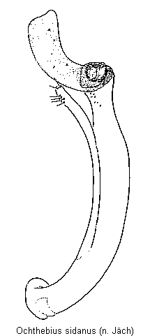 ochthebius_sidanus.gif