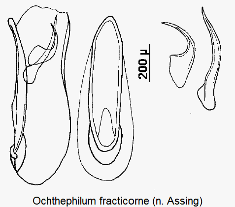 ochthephilum_fracticorne.gif