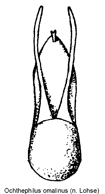 ochthephilus_omalinus.gif