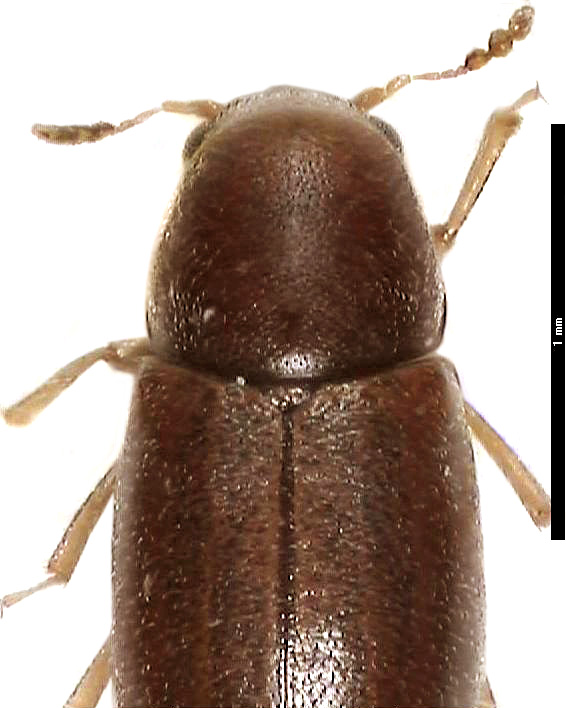 octotemnus_opacus_vk.jpg