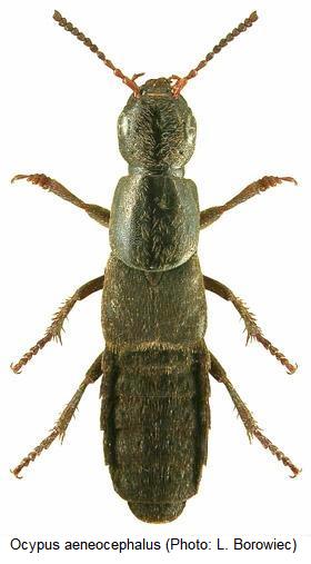 ocypus_aeneocephalus_hab.jpg