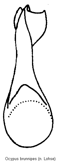 ocypus_brunnipes.gif