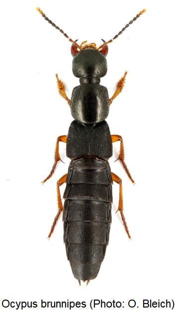 ocypus_brunnipes_hab.jpg