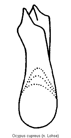 ocypus_cupreus.gif