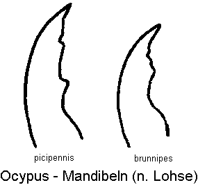 ocypus_mandibel1.gif
