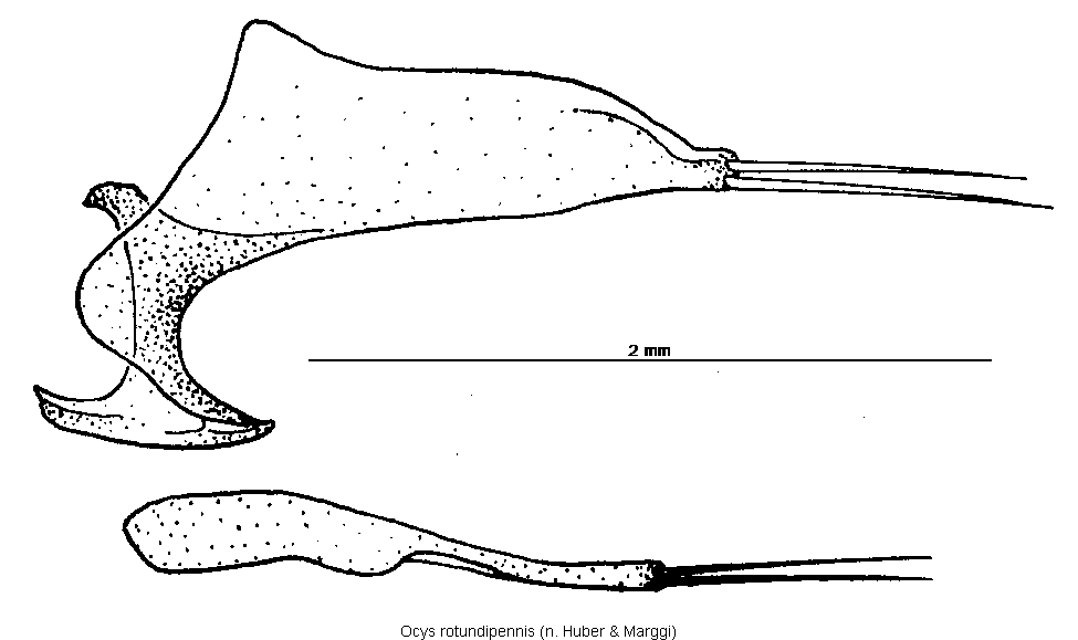 ocys_rotundipennis_pm.gif