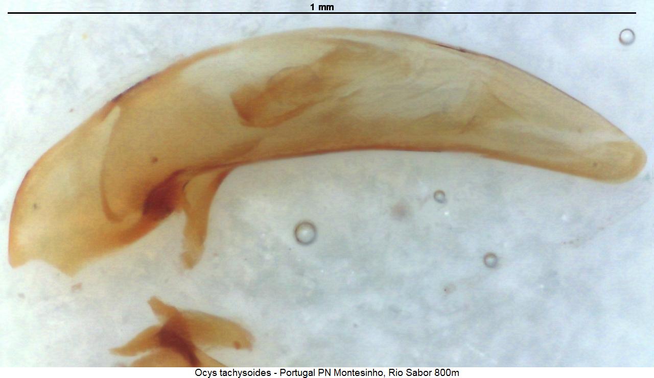 ocys_tachysoides1.jpg