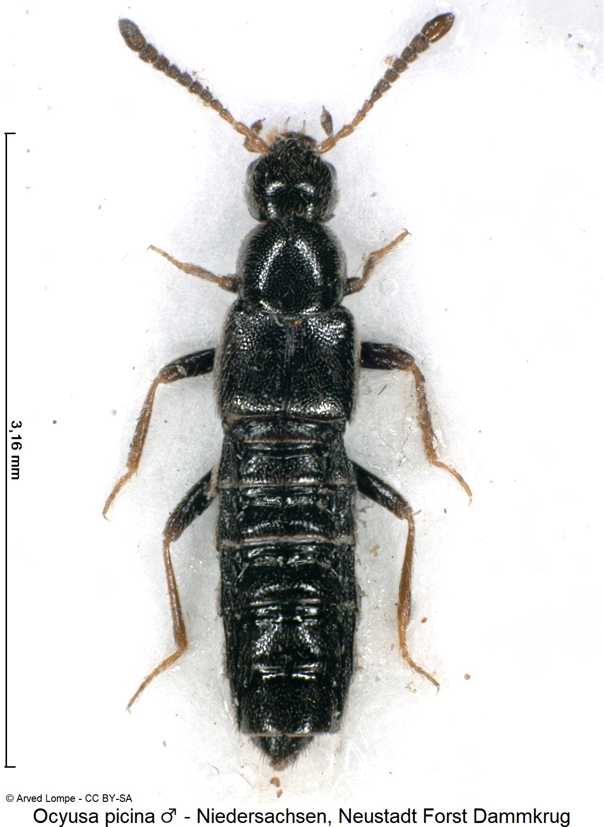 ocyusa_picina_m_$29950510_hab.jpg