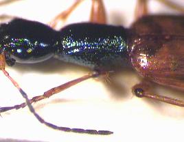odacantha_seite.jpg