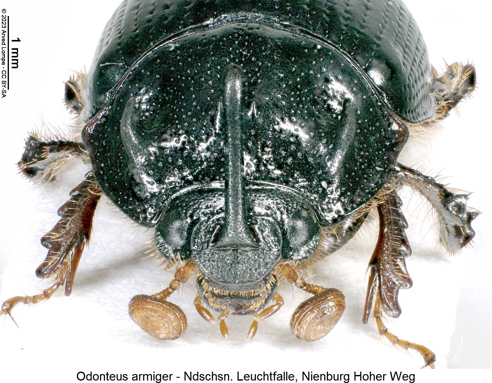 odonteus_armiger_k-1.jpg