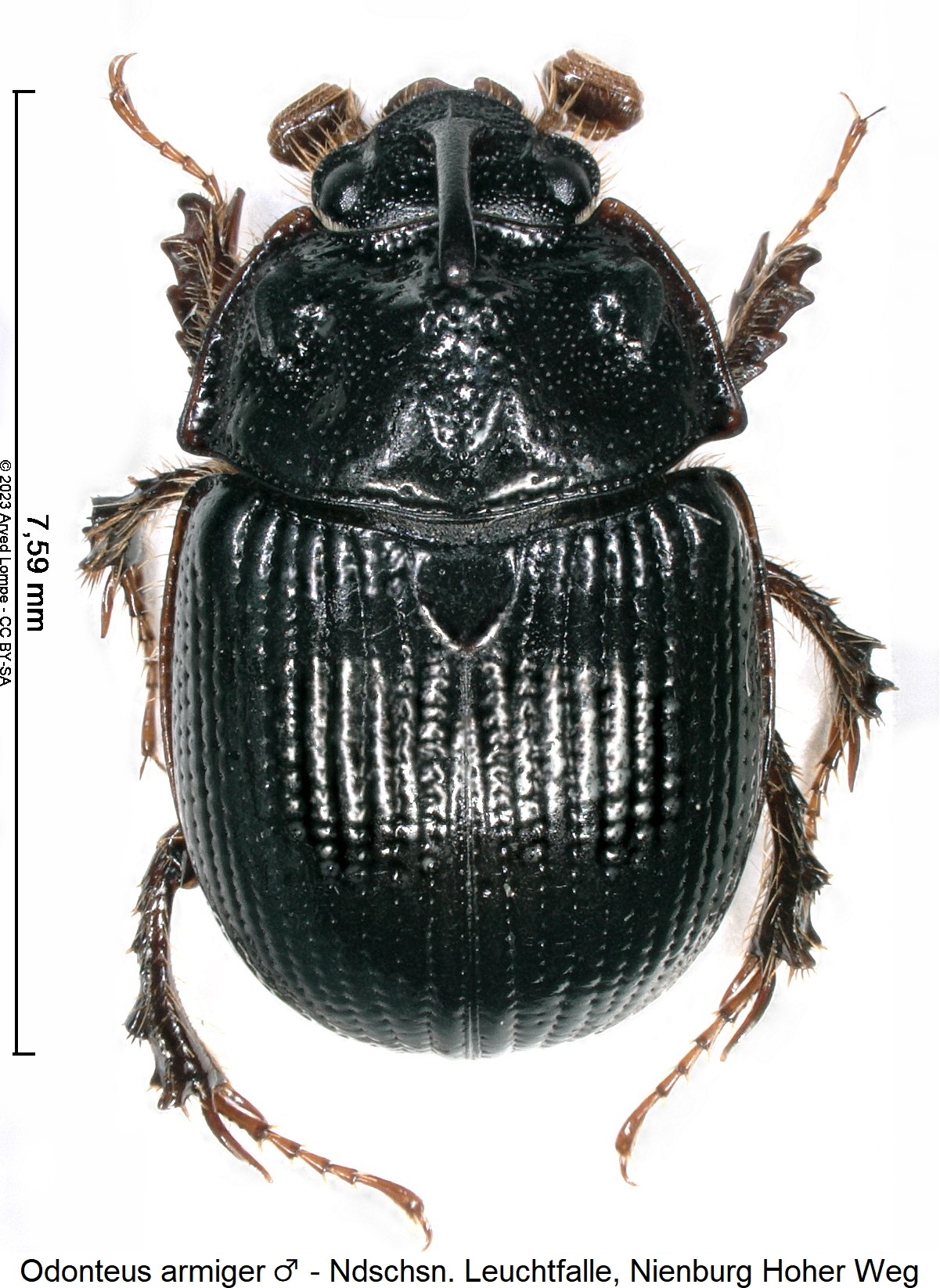 odonteus_armiger_m_hab.jpg